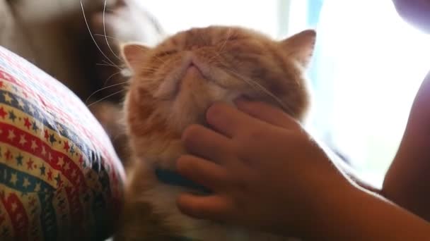 Güzel Asyalı kız ağır çekim onun tekir Farsça kedi ile çalış — Stok video