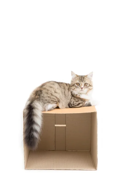 Прекрасный персидский кот играет в бумажной коробке — стоковое фото