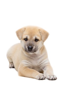 Katta döşeme köpek yavrusu