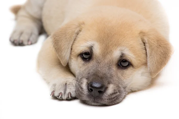 Puppy tot op vloer — Stockfoto