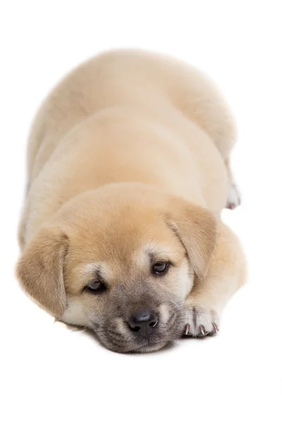 Puppy tot op vloer — Stockfoto