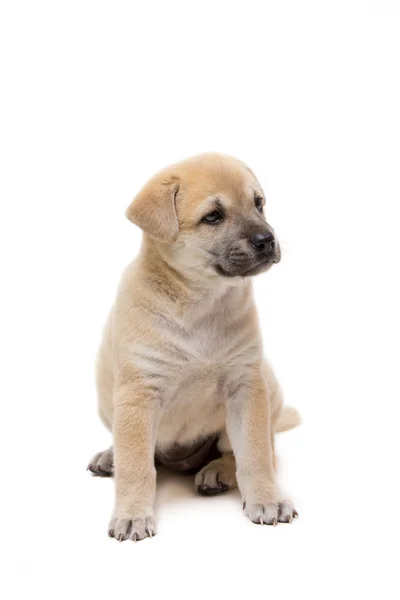 Puppy tot op vloer — Stockfoto