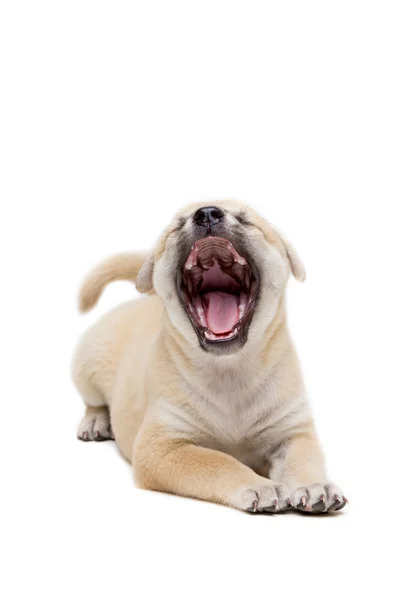 Puppy tot op vloer — Stockfoto