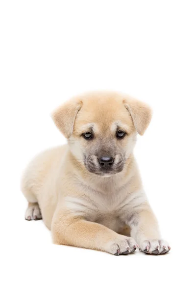 Puppy tot op vloer — Stockfoto