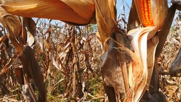 Gele droge maïs op het veld — Stockvideo