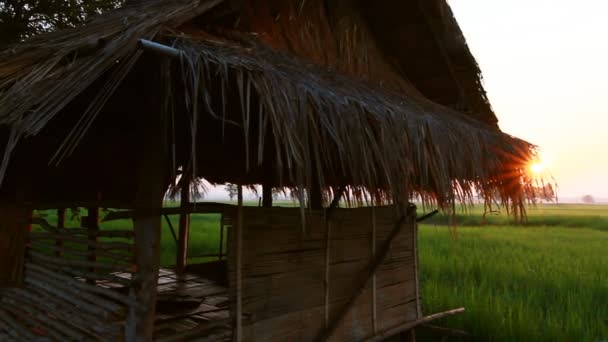 Cabana de fazenda no campo de arroz — Vídeo de Stock