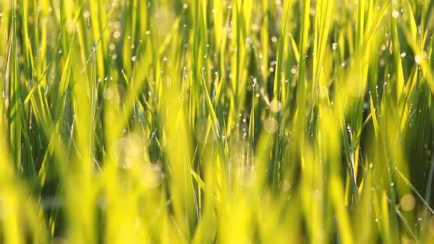 Herbe de riz avec rosée le matin 