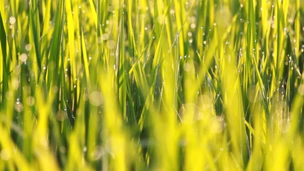 Hierba de arroz con rocío por la mañana — Vídeos de Stock