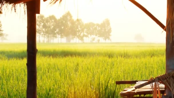 Pequeña cabaña en el campo de arroz — Vídeos de Stock