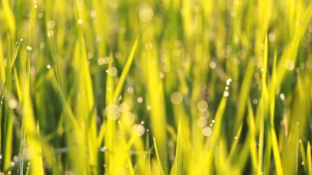 Рисовая трава с росой по утрам — стоковое видео