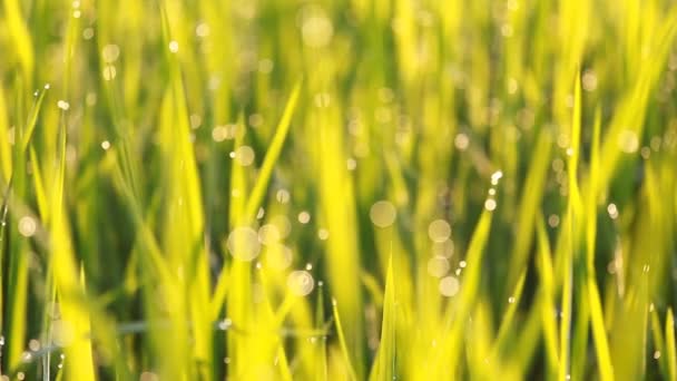 Herbe de riz avec rosée le matin 