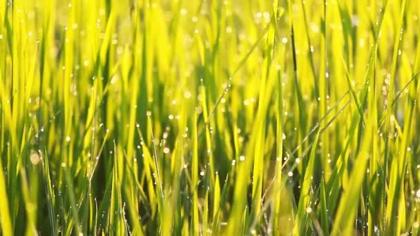 Rice grass  in the morning — Stock Video