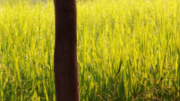 Granja cabaña en el campo de arroz — Vídeo de stock