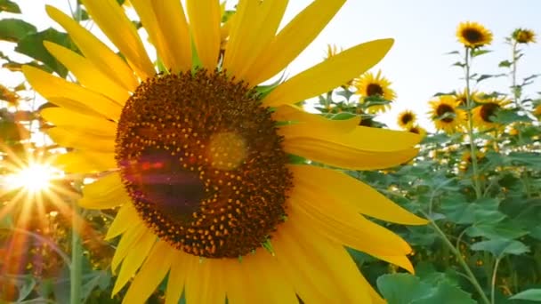 Campo de girasol durante la puesta del sol — Vídeos de Stock