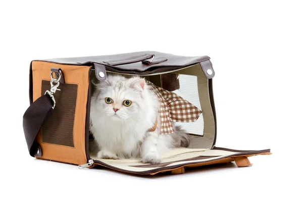 Gato vestidor blanco en un bolso —  Fotos de Stock