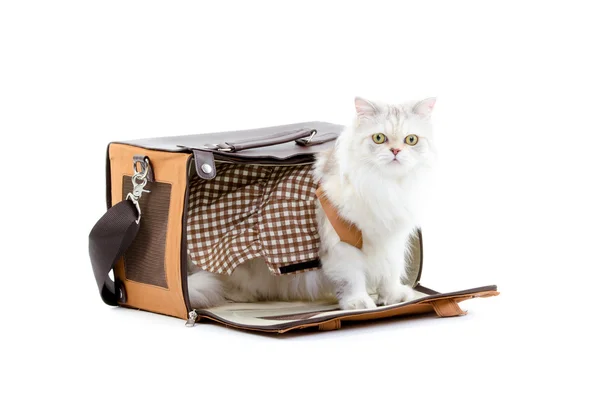 Vit dressing katt i en handväska — Stockfoto