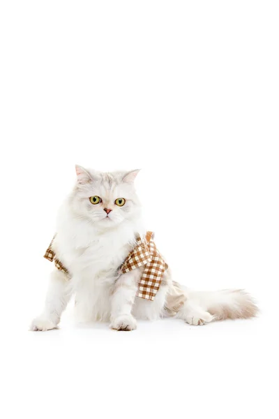 White dressing cat — Stock Photo, Image