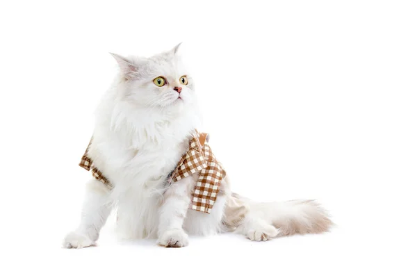 White dressing cat — Stock Photo, Image