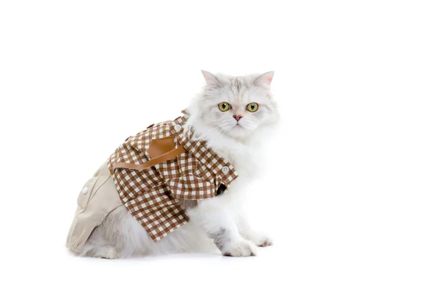 White dressing cat — Stock Photo, Image