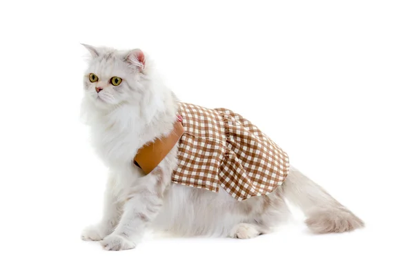 White dressing cat — Stock Photo, Image