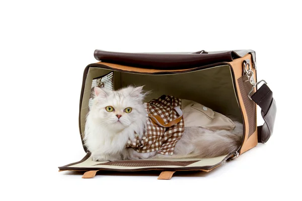 Gato vestidor blanco en un bolso — Foto de Stock