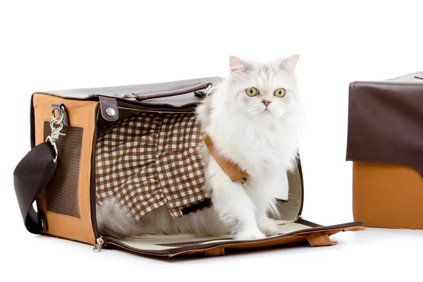 Weiße Morgenkatze in einer Handtasche lizenzfreie Stockbilder