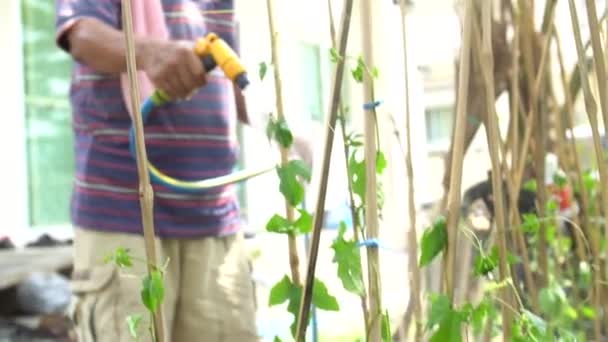 Zeitlupenaufnahme eines asiatischen Senior-Landwirts, der im Sommer im Gemüsegarten arbeitet