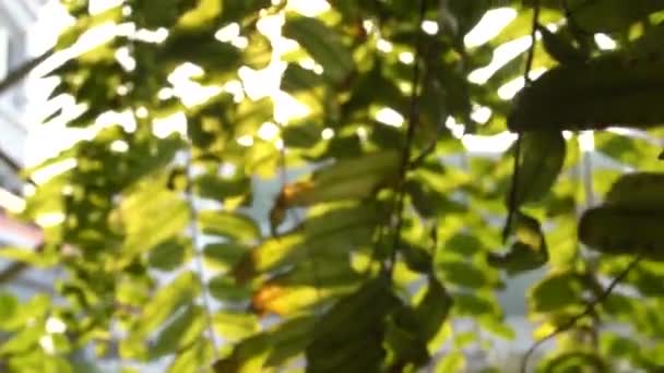 4K ,Sun beaming between the leaves in city garden. Shot on Sony A6300 for high quality 4K, UHD, Ultra HD resolution. — Stock Video