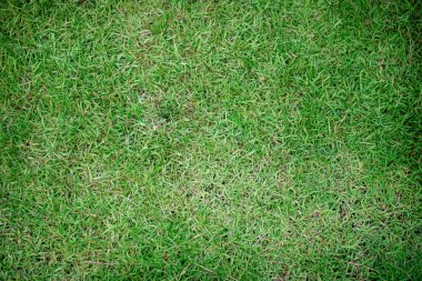 Parkta yeşil çimenler.