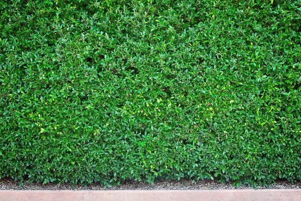 Natürliche dunkelgrüne Rasenmauer — Stockfoto