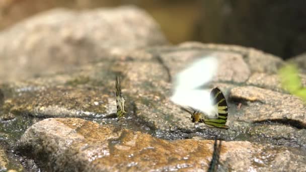 Una mariposa naranja seca sus alas antes de tomar vuelo de una roca a un lado de un arroyo. Disparo en cámara lenta en una reserva de mariposas — Vídeo de stock