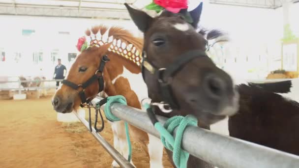 4k, fantazyjne karzeł koń w zoo — Wideo stockowe
