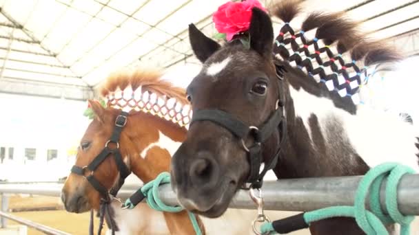 4k, cavalo anão fantasia no zoológico — Vídeo de Stock