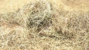 4k, siyah-kuyruk bozkır köpek Hayvanat Bahçesi