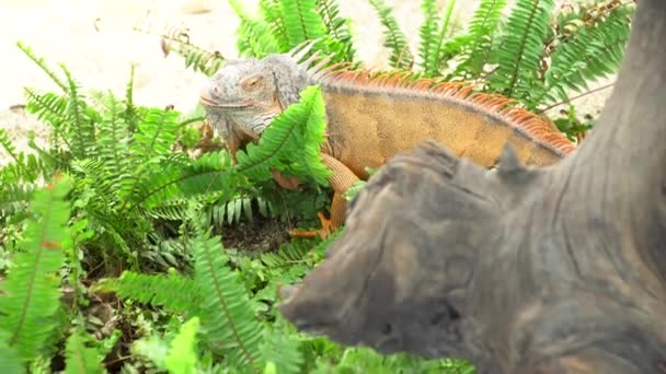 4k, gul iguana i gård — Stockvideo