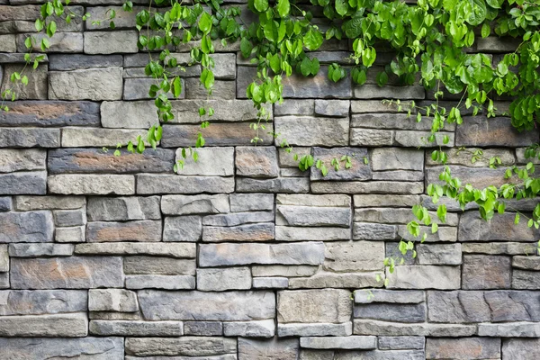 Bakstenen muur met groene klimplant planten — Stockfoto