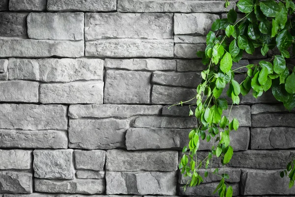 Mur de briques avec plantes vertes rampantes — Photo
