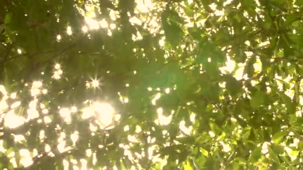 Sfondo naturale. Bellissimo sole splende attraverso il soffiare su foglie verdi . — Video Stock