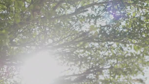 Солнечный Свет Проникает Сквозь Листья Дерева — стоковое видео