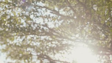 Güneş ışığı Ağaç yapraklarının arasından süzülüyor