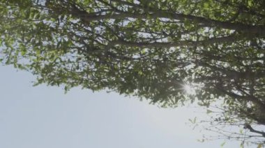 Güneş ışığı Ağaç yapraklarının arasından süzülüyor