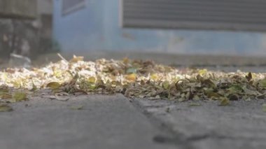 Süpürgeyi kapat Sonbaharda yere dökülen yaprakları süpür.