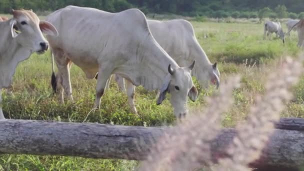 Las Vacas Pueden Pastar Libremente Las Zonas Rurales Tailandia — Vídeo de stock
