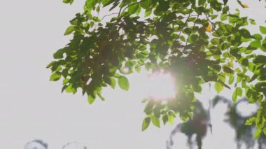 Yaz yaprakları boyunca güneş ışığı