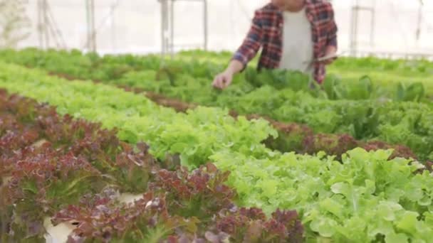 聪明的农场和农场技术概念聪明的亚洲年轻农民用石碑检测温室中有机水栽菜园的质量和数量 — 图库视频影像