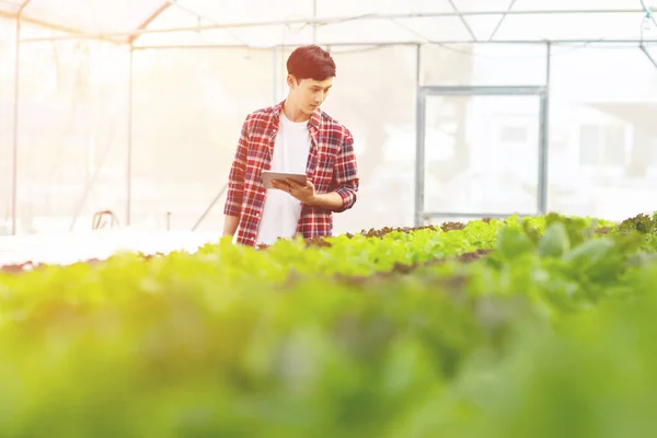 Smart farm and farm technology concept.Smart young asian farmer  using tablet to check quality and quantity of organic hydroponic vegetable garden at greenhouse .