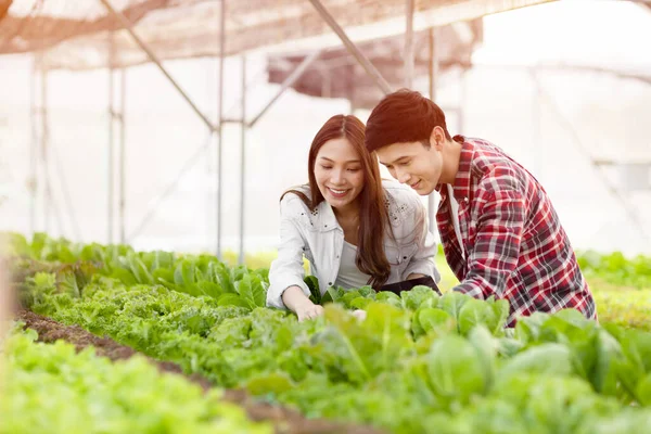 Smart farm and farm technology concept.Smart young asian farmer  using tablet to check quality and quantity of organic hydroponic vegetable garden at greenhouse .