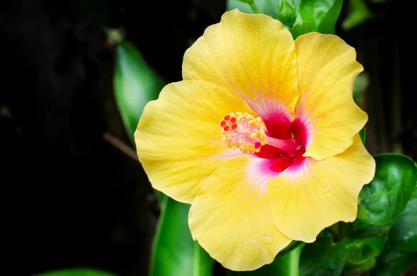 Schöne Nahaufnahme Frühling blühender Baum — Stockfoto