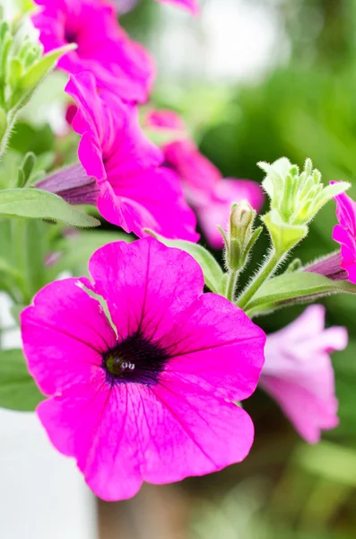 Schöne Nahaufnahme Frühling blühender Baum — Stockfoto