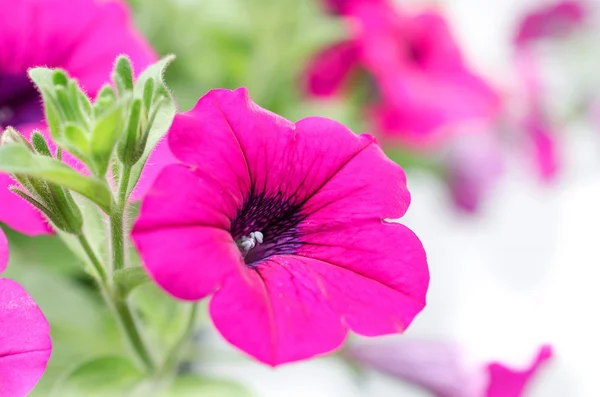 Schöne Nahaufnahme Frühling blühender Baum — Stockfoto